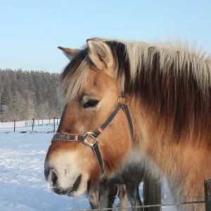 friska1 friska1